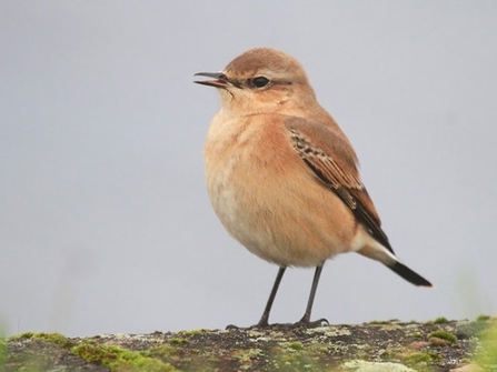 a wheatear sat on a wall