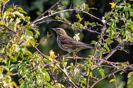 a redwing perched on a branch