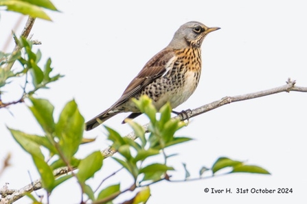 a fieldfare on a branch