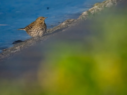 a rockpipit on the shoreline