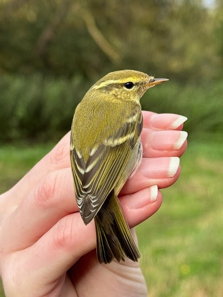 a person holding a yellow browed warbler