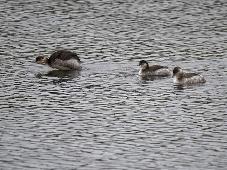 three black necked grebes on water 