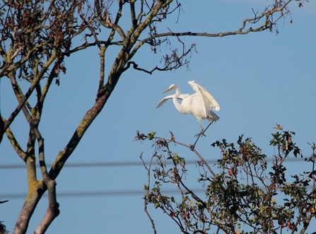 a white egret perched in a tree