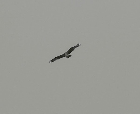 Osprey swooping through sky 