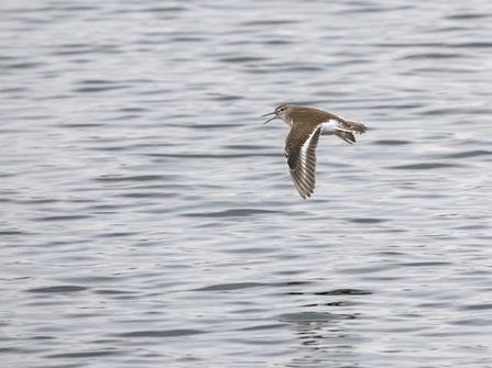 Common sandpiper swooping through air