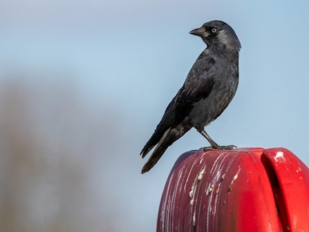 a jackdaw sat on a red post