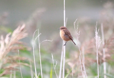 a stonechat perched on a reed