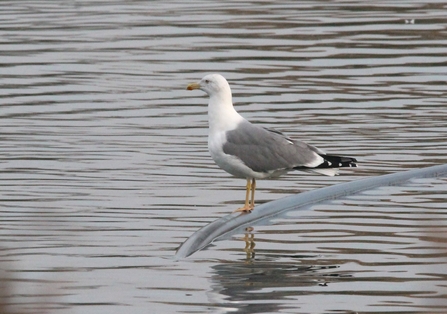 a yellow legged gull stands in the water