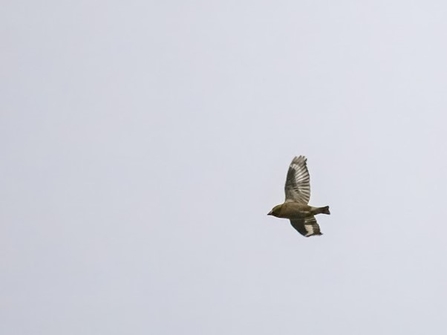 hawfinch flying through