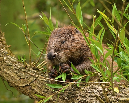 A beaver crouched at a willow feeding on green leaves