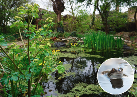 a pond with a circular image of a frog 