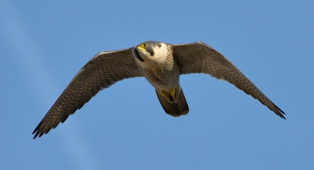 Birds of prey  London Wildlife Trust