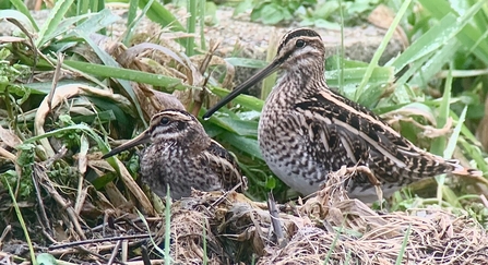 A jack snipe standing next to a common snipe in a grassy patch. The jack snipe is noticeably smaller, with a shorter beak and more heavily patterned face