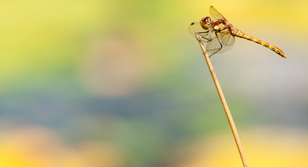 Common darter dragonfly