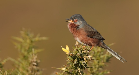 Dartford warbler