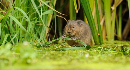 Water vole