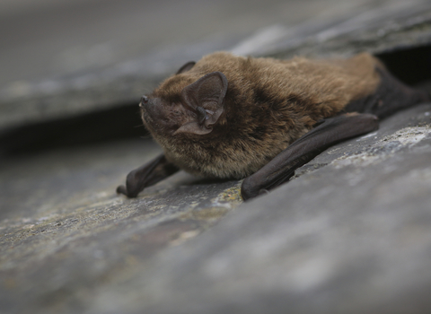 Leisler's bat