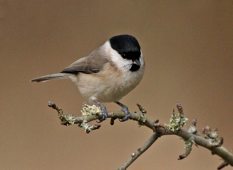 Marsh tit