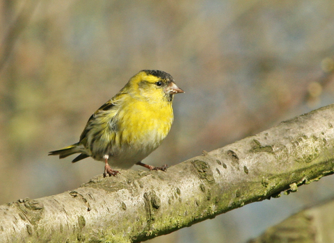 Siskin