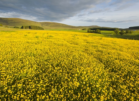 Creeping Buttercup