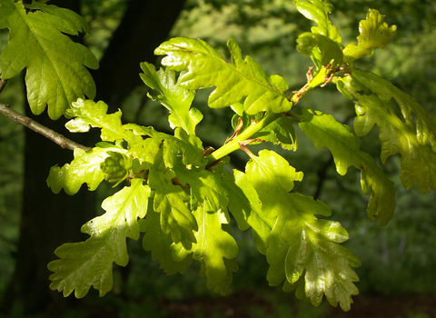 Sessile Oak