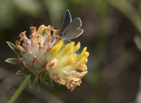 Small Blue butterfly