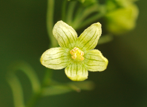 White Bryony