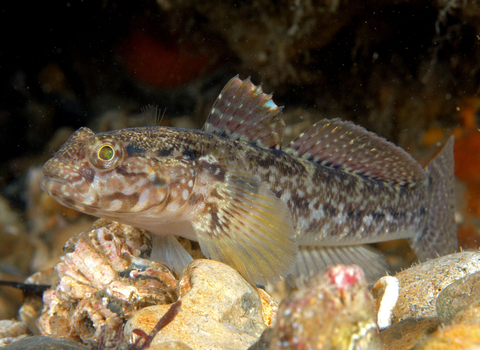 Rock goby