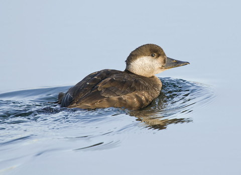 Common scoter female