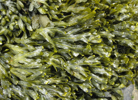 Spiral wrack