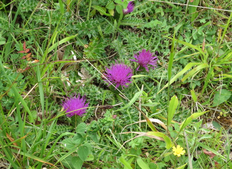 dwarf thistle