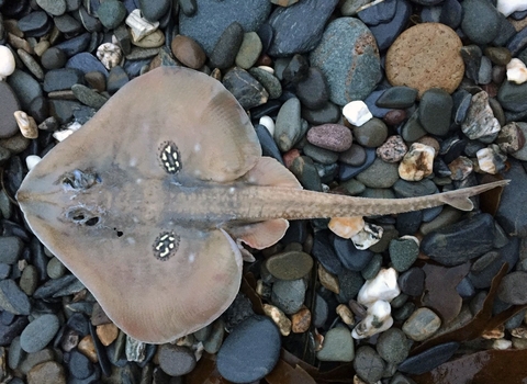 cuckoo ray