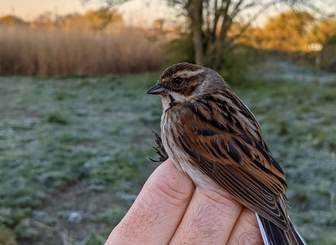 Reed bunting