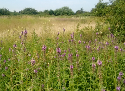 Yeading Brook Meadows