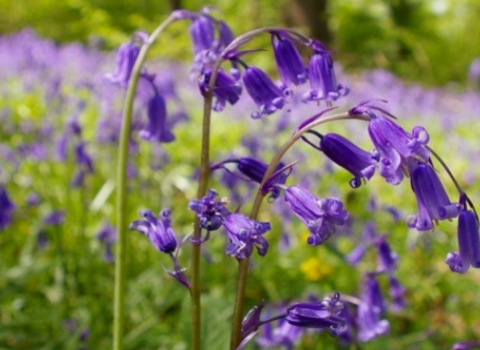 A carpet of bluebells amongst a brightly lit woodland area