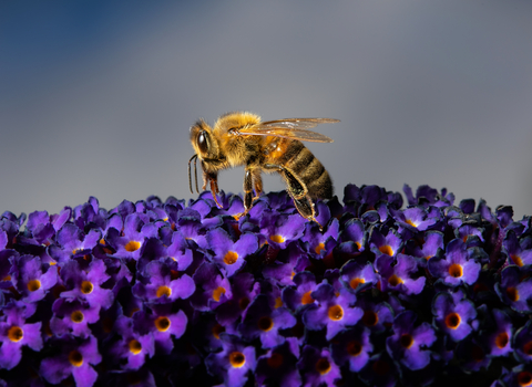 a black and yellow bee stood atop a purple buddleia 