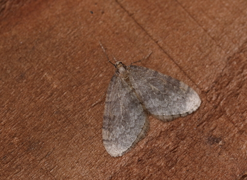 A winter moth resting on a wooden board. It's an almost triangular, pale grey-brown moth