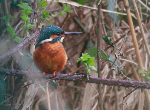 a kingfisher with a bright blue back and orange chest sits atop a branch