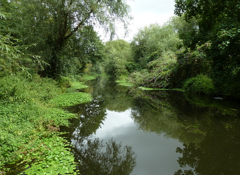 A river with trees and aquatic vegetation either side