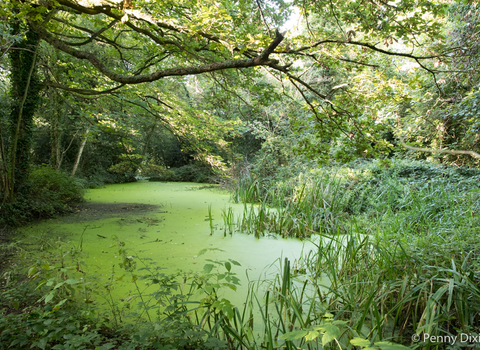 View across the pond with aquatic vegetation and trees around