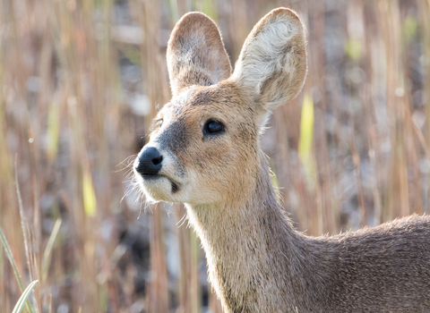 water deer